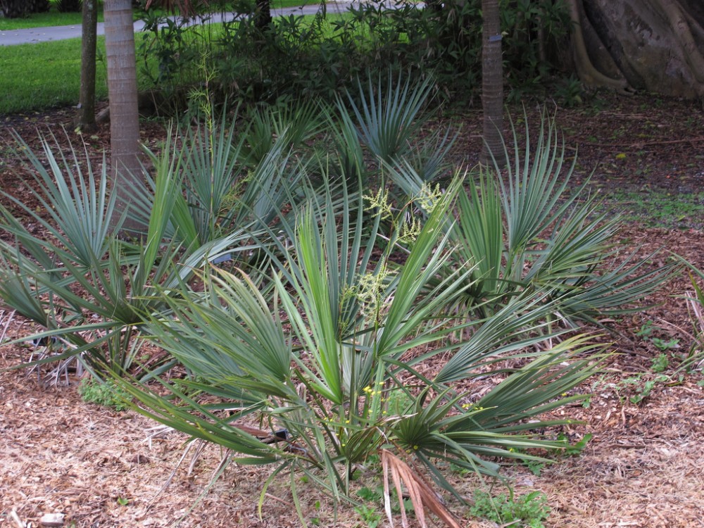 dwarf_palmetto2